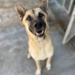 Mischling Kima, 03/2024, ca. 60 cm