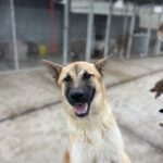 Mischling Kima, 03/2024, ca. 60 cm