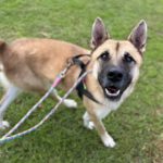 Mischling Kima, 03/2024, ca. 60 cm