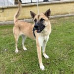 Mischling Kima, 03/2024, ca. 60 cm