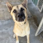 Mischling Kima, 03/2024, ca. 60 cm