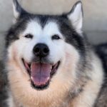 Alaskan Malamute Kira, 11/2015, ca. 58 cm