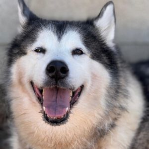 Alaskan Malamute Kira, 11/2015, ca. 58 cm