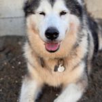 Alaskan Malamute Kira, 11/2015, ca. 58 cm