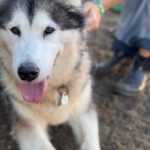 Alaskan Malamute Kira, 11/2015, ca. 58 cm