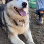 Alaskan Malamute Kira, 11/2015, ca. 58 cm