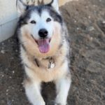 Alaskan Malamute Kira, 11/2015, ca. 58 cm