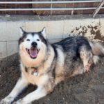 Alaskan Malamute Kira, 11/2015, ca. 58 cm