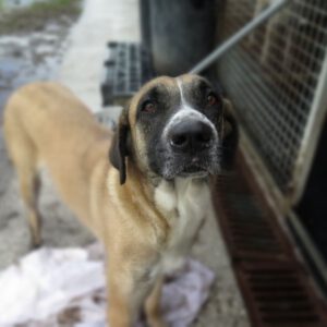 Mischling Kira, 10/2022, ca. 70 cm