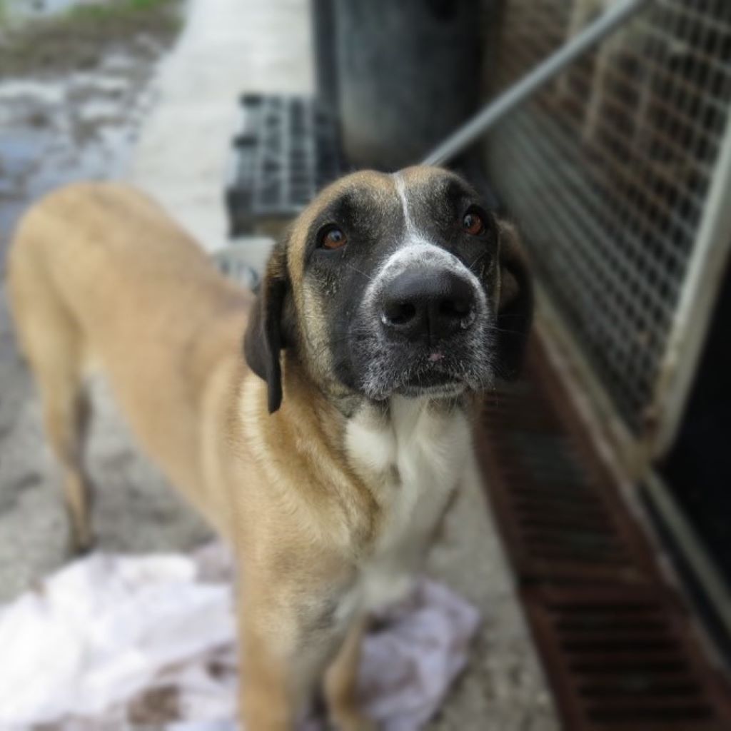 Mischling Kira, 10/2022, ca. 70 cm