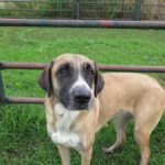 Mischling Kira, 10/2022, ca. 70 cm