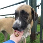 Mischling Kira, 10/2022, ca. 70 cm