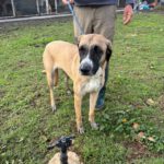 Mischling Kira, 10/2022, ca. 70 cm