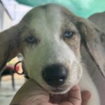 Mischling Konan, 08/2025, Endgröße ca. 60 cm