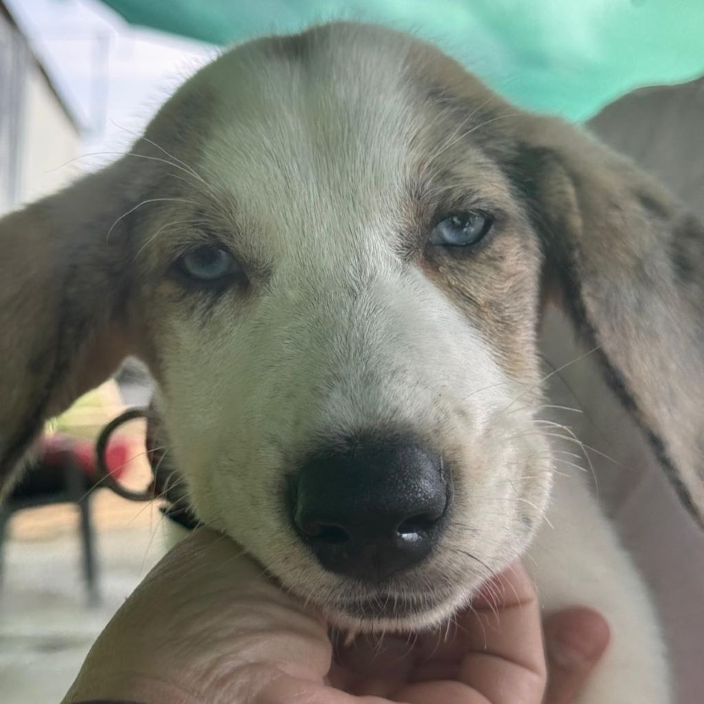 Mischling Konan, 08/2025, Endgröße ca. 60 cm