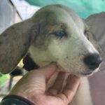 Mischling Konan, 08/2025, Endgröße ca. 60 cm