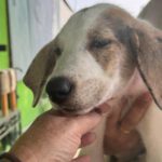 Mischling Konan, 08/2025, Endgröße ca. 60 cm