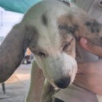 Mischling Konan, 08/2025, Endgröße ca. 60 cm