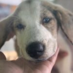 Mischling Konan, 08/2025, Endgröße ca. 60 cm