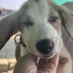 Mischling Konan, 08/2025, Endgröße ca. 60 cm