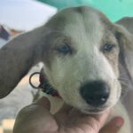 Mischling Konan, 08/2025, Endgröße ca. 60 cm