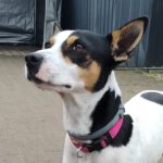 Bodeguero Mischling Kovu, 11/2022, ca. 40 cm, 67269 Grünstadt