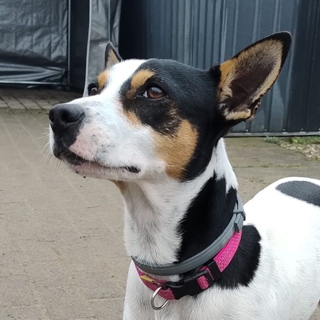 Bodeguero Mischling Kovu, 11/2022, ca. 40 cm, 67269 Grünstadt