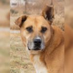 Mischling Kumo, 02/2015, ca. 60 cm