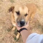 Mischling Kumo, 02/2015, ca. 60 cm