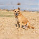 Mischling Kumo, 02/2015, ca. 60 cm