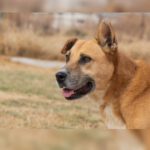 Mischling Kumo, 02/2015, ca. 60 cm