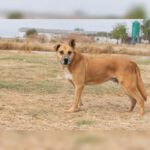 Mischling Kumo, 02/2015, ca. 60 cm