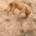 Mischling Kumo, 02/2015, ca. 60 cm