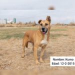 Mischling Kumo, 02/2015, ca. 60 cm