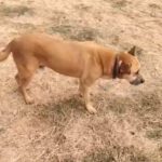 Mischling Kumo, 02/2015, ca. 60 cm