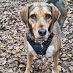 Mischling Lala, 05/2019, ca. 50 cm,53229 Bonn