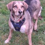 Mischling Lala, 05/2019, ca. 50 cm,53229 Bonn