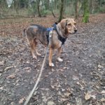 Mischling Lala, 05/2019, ca. 50 cm,53229 Bonn