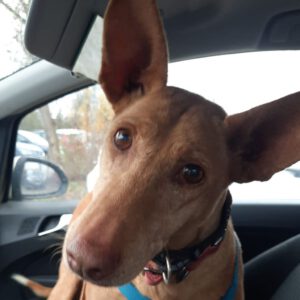 Podenco La Pintaita, 01/2014, ca. 51 cm, 93455 Traitsching