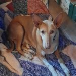 Podenco La Pintaita, 01/2014, ca. 51 cm, 93455 Traitsching