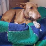 Podenco La Pintaita, 01/2014, ca. 51 cm, 93455 Traitsching