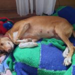 Podenco La Pintaita, 01/2014, ca. 51 cm, 93455 Traitsching