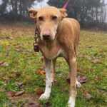 Podenco La Pintaita, 01/2014, ca. 51 cm, 93455 Traitsching