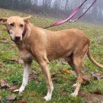 Podenco La Pintaita, 01/2014, ca. 51 cm, 93455 Traitsching