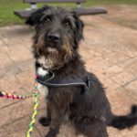 Schnauzer Mischling Leo, 12/2019, ca. 65 cm