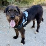 Schnauzer Mischling Leo, 12/2019, ca. 65 cm