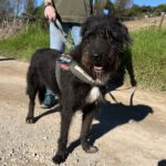 Schnauzer Mischling Leo, 12/2019, ca. 65 cm