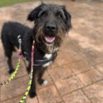 Schnauzer Mischling Leo, 12/2019, ca. 65 cm