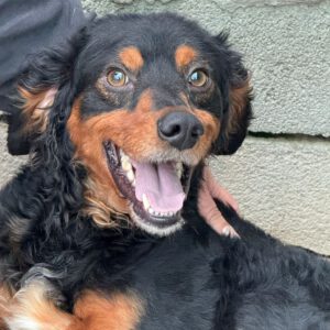 Spaniel Mischling Linus, 11/2023, ca. 38 cm