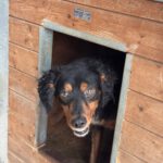 Spaniel Mischling Linus, 11/2023, ca. 38 cm